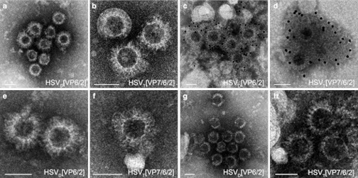 RV like Particle