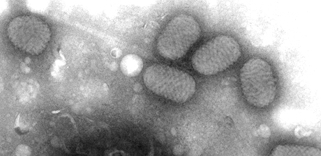 Parapox Poxvirus